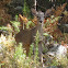 Coues white-tailed deer