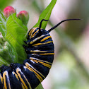 Monarch caterpillar