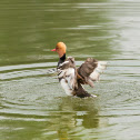 Red-crested Pochard