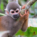Common Squirrel Monkey