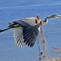 Great blue heron in flight