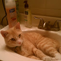 Tabby cat