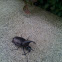 Rhinoceros beetle