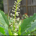 Pokeweed, poke berry, poke sallet