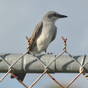 Gray Kingbird