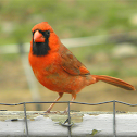 Northern Cardinal
