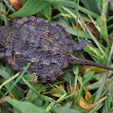 Eastern Snapping Turtle