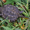 Eastern Snapping Turtle