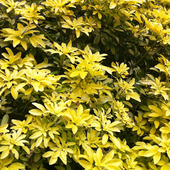 Spotting Image 1
