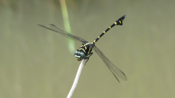 Spotting Image 1