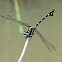 Club Tailed Dragonfly