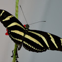 Longwing Zebra Butterfly