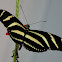 Longwing Zebra Butterfly
