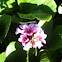 Heartleaf bergenia