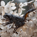 Grey Tree Frog