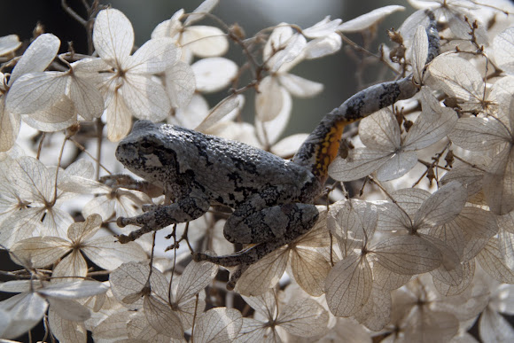 Spotting Image 1