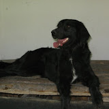 Petra, mix flat coated Retriever,1,5 roku,niezwykle towarzyska i �agodna