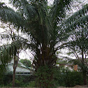 Palm Tree