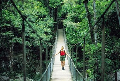 [rainforest-bridge[6].jpg]