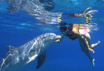 [DolphinSwim[8].jpg]