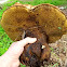 Salmon gum bolete