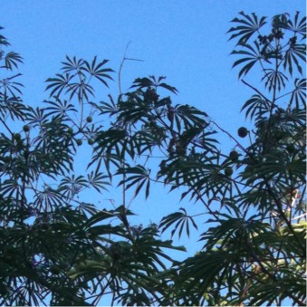 Spotting Image 1