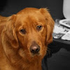 Man's Best Friend