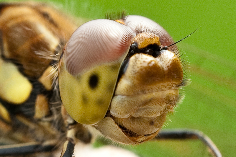 Vagrant Darter