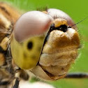 Vagrant Darter