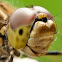 Vagrant Darter
