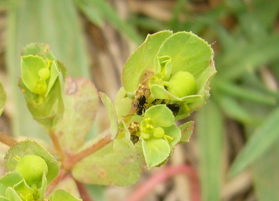 euphorbia