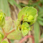 euphorbia