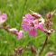 Sticky catchfly