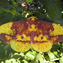 Moth - Imperial Moth