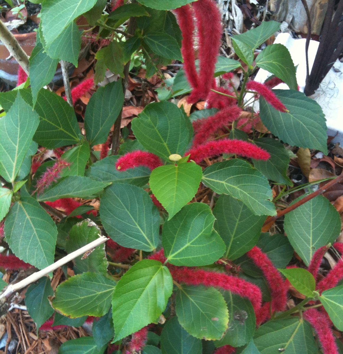 Foxtail/ chenille plant Project Noah