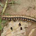 Shield Millipede