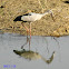Asian Openbill