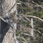 Gray Squirrel