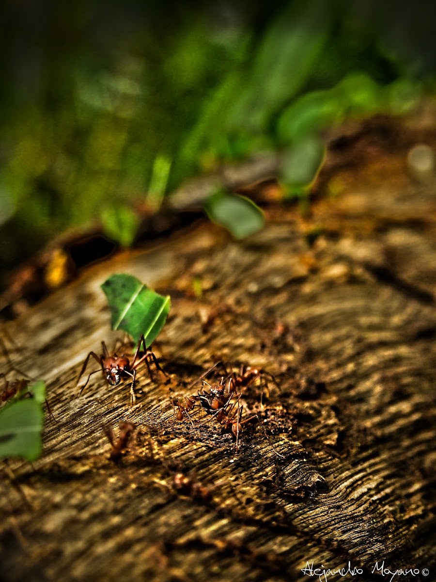 Working Ants
