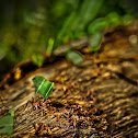 Working Ants