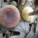common oak milky cap
