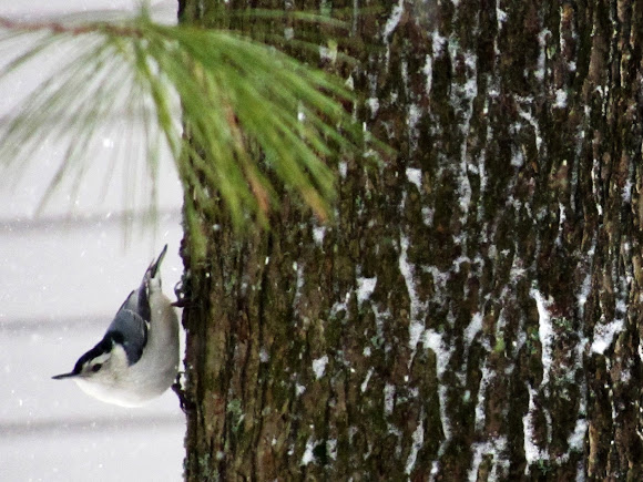 Spotting Image 1