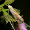 Heliotrope Moth - Utetheisa pulchelloides