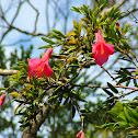 Copihue / Chilean Bellflower