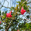 Copihue / Chilean Bellflower