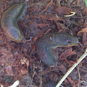 Slug