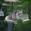 raccoon