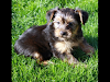 Cachorros Yorkshire Terriers