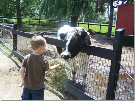 feedingcow