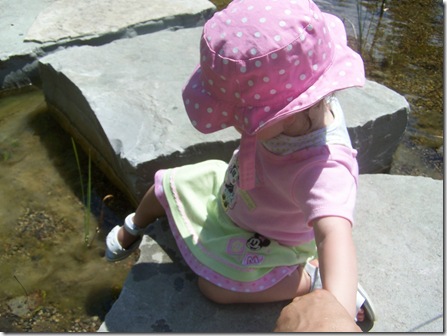 feeddipping